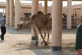 Janabiyah-Kamelfarm in Bahrain