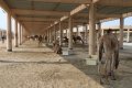 Janabiyah-Kamelfarm in Bahrain