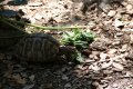 Schildkrötenpark auf Korsika