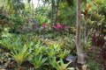 Botanischer Garten auf den Caymans