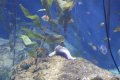 Besuch im Oceanografic von Valencia